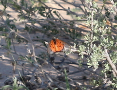 Acraea neobule neobule