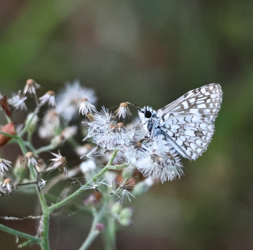 Orcus Checkered-Skipper