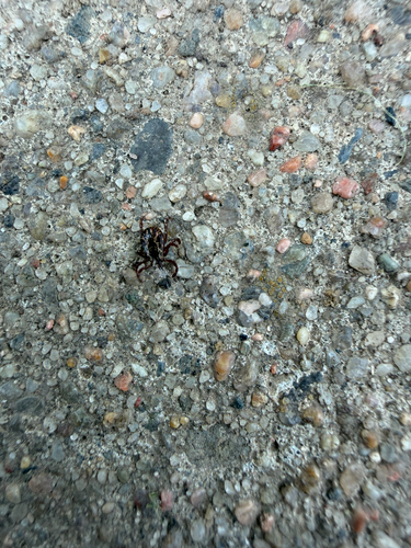 American Dog Tick