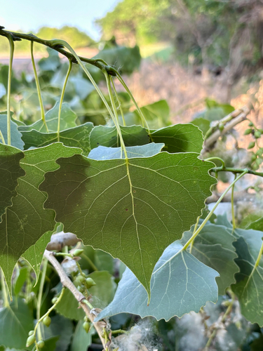 Eastern Cottonwood
