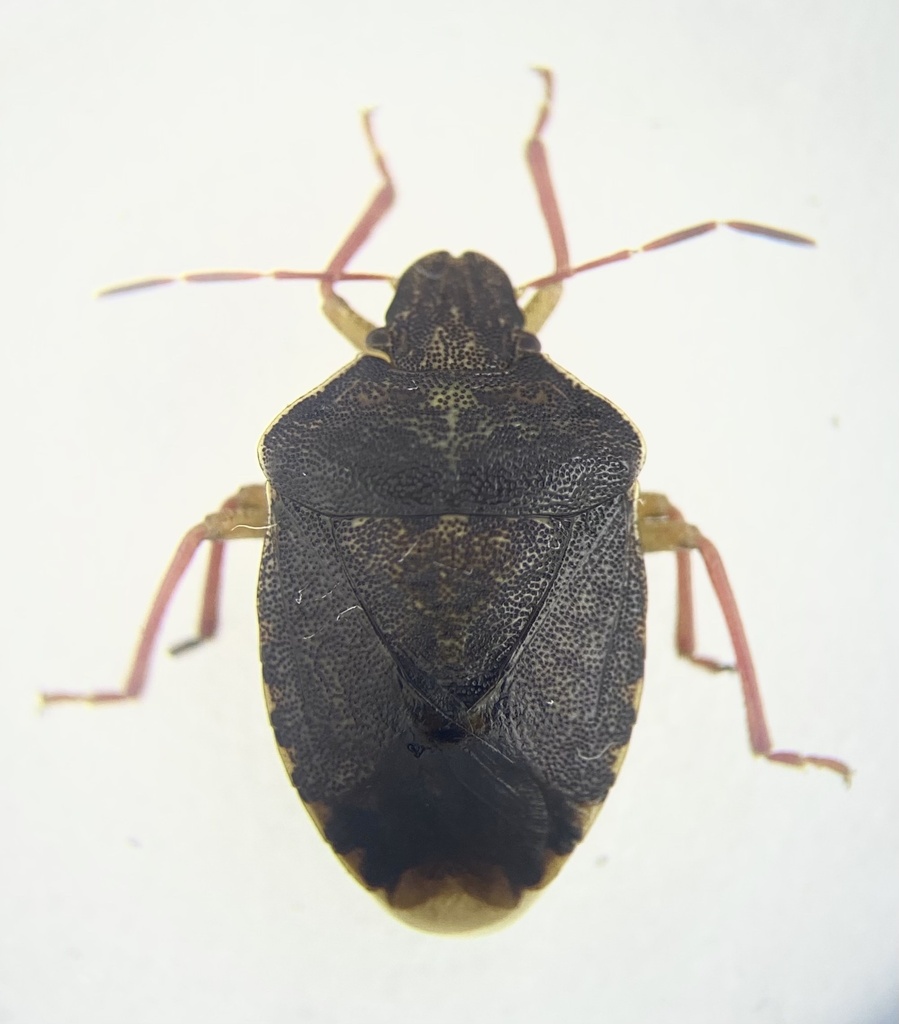 Holcostethus fulvipes