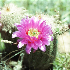 Echinocereus reichenbachii baileyi