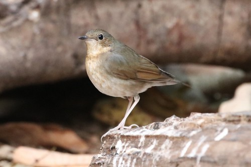 Ruiseñor azul (Larvivora cyane)