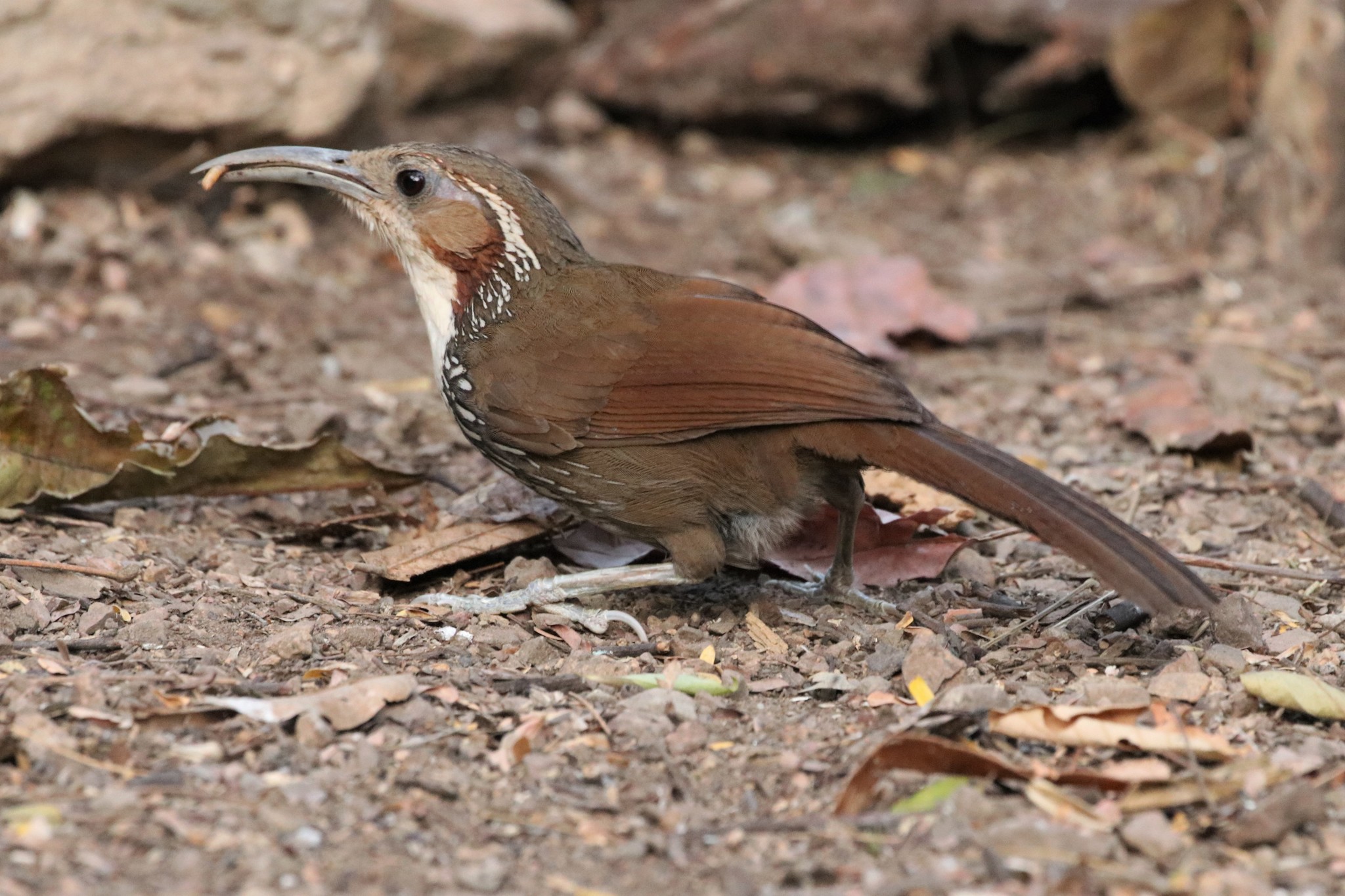 Large Scimitar Babbler