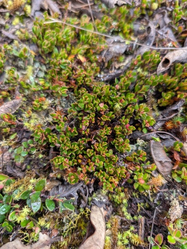Muehlenbeckia volcanica, photograph 3