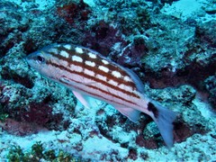 Lutjanus decussatus