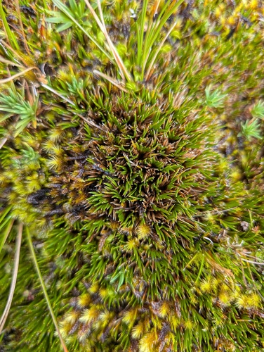 Distichia acicularis (Distichia acicularis)