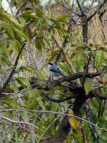 White-banded Tanager