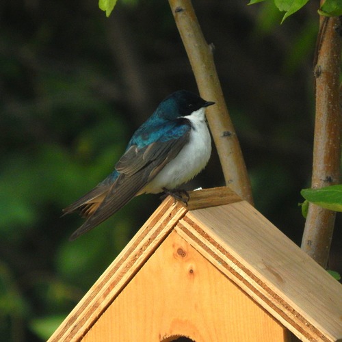Tree Swallow