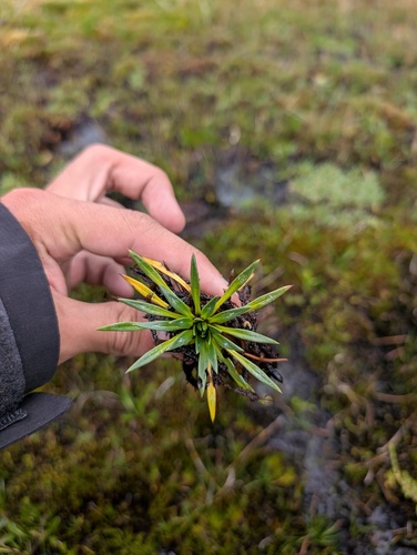 Plantago tubulosa, photograph 2