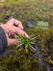 Plantago tubulosa, photograph (c) Yuri Sofronov, some rights reserved (CC BY)