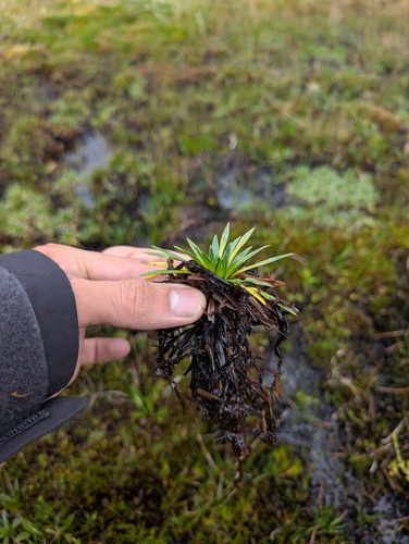 Plantago tubulosa, photograph 3