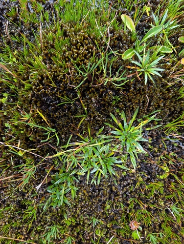 Plantago tubulosa, photograph 1