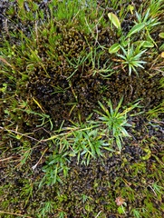Plantago tubulosa