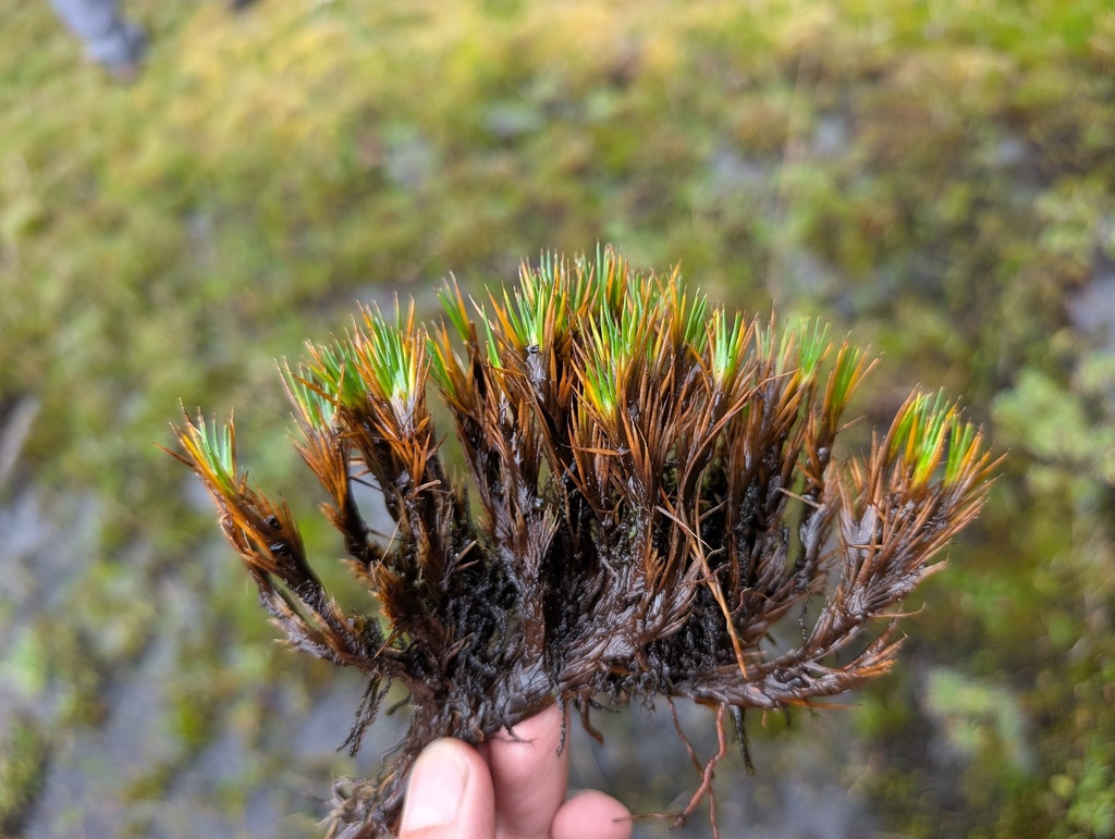 Distichia acicularis (Distichia acicularis)