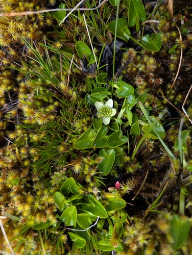 Caltha sagittata, photograph 1