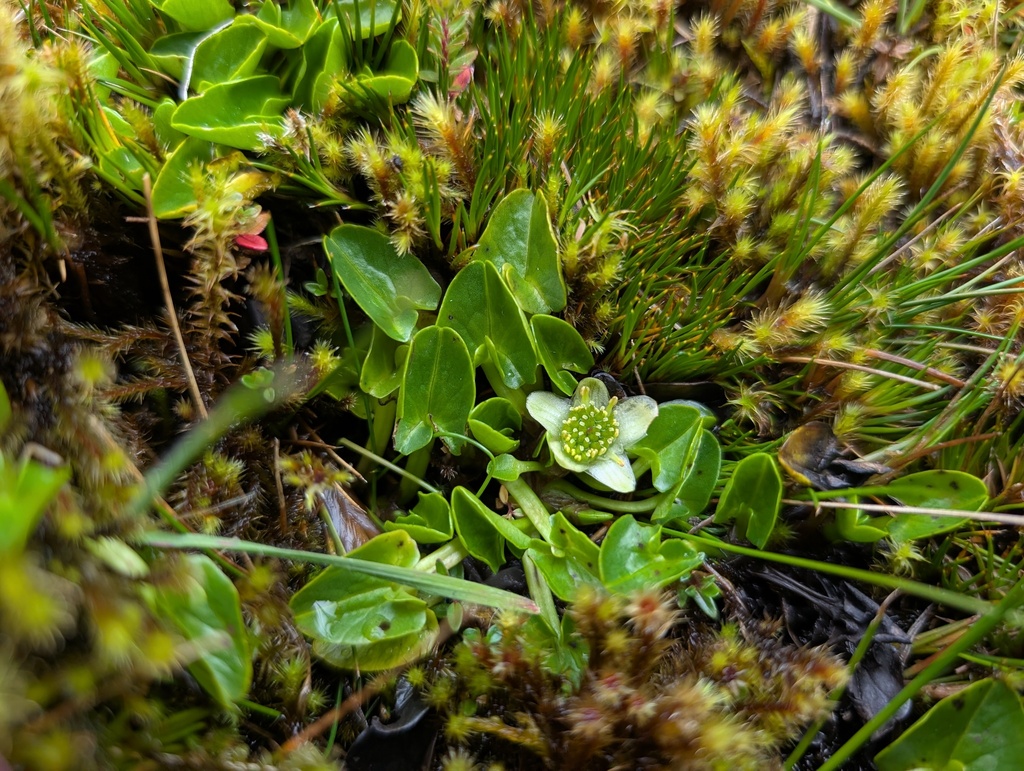 Caltha sagittata; photograph (c) Yuri Sofronov, some rights reserved (CC BY)