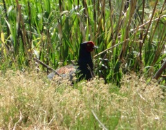 Phasianus versicolor
