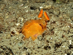 Lysiosquilloides mapia