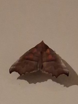 Herald Moth