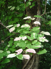 Actinidia kolomikta