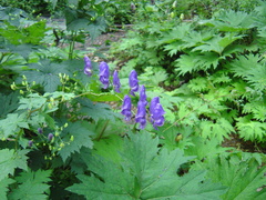 Aconitum sczukinii