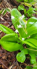 Clintonia udensis, photograph (c) Pavel Smirnov, some rights reserved (CC BY)