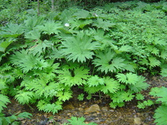 Petasites tatewakianus