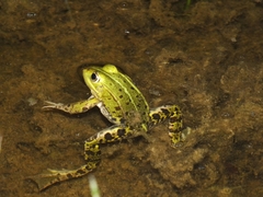 Pelophylax