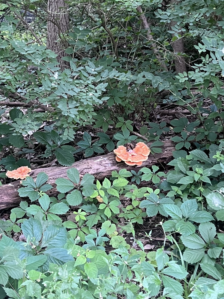 chicken of the woods · June 2026 · photo: Photo: no rights reserved · iNaturalist