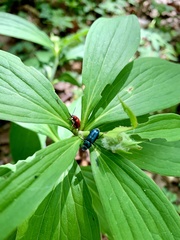 Platycerus