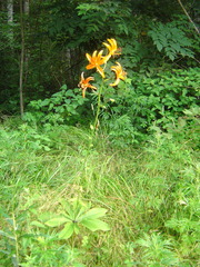 Lilium distichum
