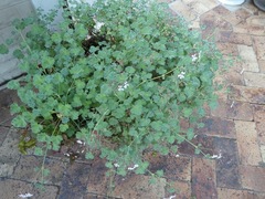 Pelargonium fragrans