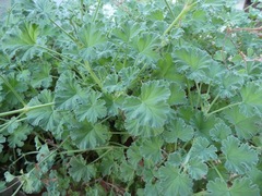 Pelargonium fragrans