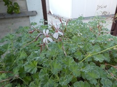 Pelargonium fragrans