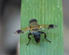 Senaspis dentipes
