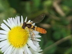 Sphaerophoria menthastri