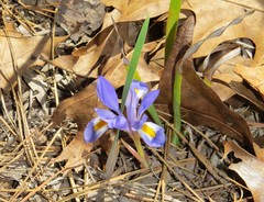 Iris verna