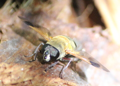 Senaspis dentipes