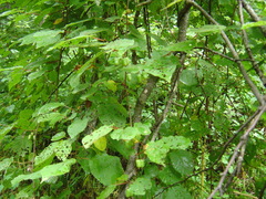 Actinidia kolomikta