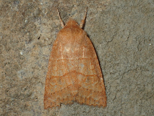 Pettit's Sallow photo 2