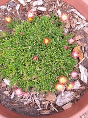Drosanthemum bicolor