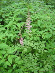 Astilbe chinensis