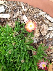 Drosanthemum bicolor