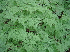 Dryopteris amurensis