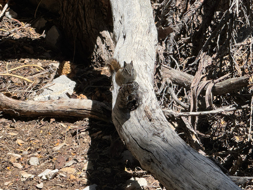 Palmer's Chipmunk observed by dsyzdek