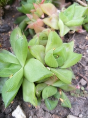 Haworthia cymbiformis