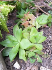 Haworthia cymbiformis