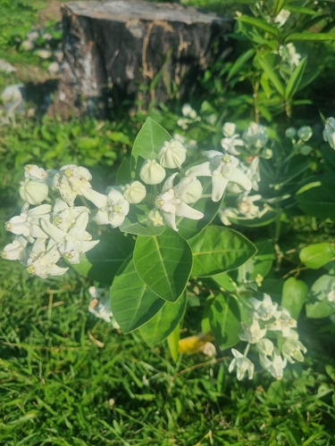 crown flower