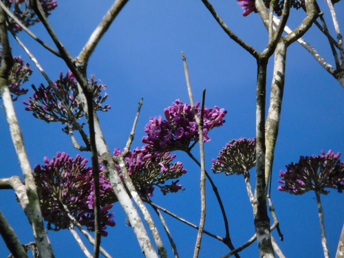 Handroanthus impetiginosum